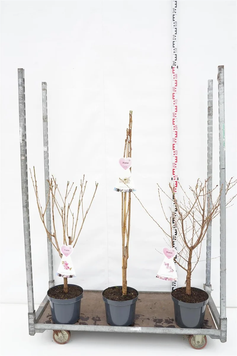 Prunus i olika sorter C7,5 (7,5 liters kruka) buskform