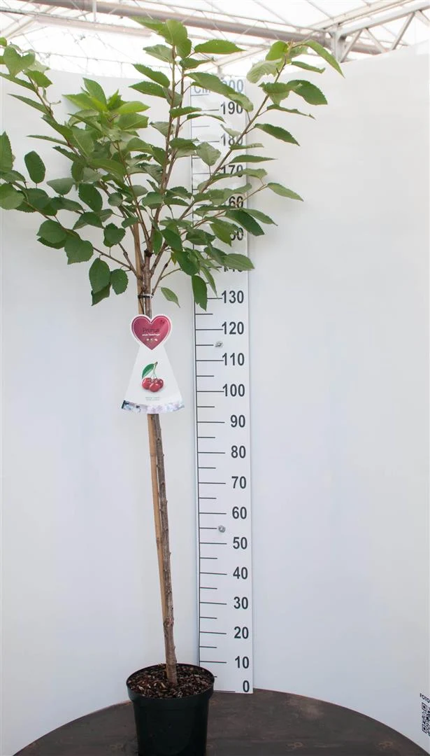Prunus avium 'Schneid. Spate Knorpel.' 120 cm stam C7,5 (7,5 liters kruka)
