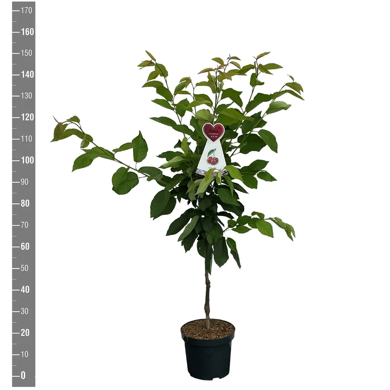 Prunus a. 'Hedelf. Riesenkirsche' C7,5 (7,5 liters kruka) Buske