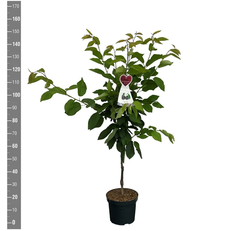 Prunus a. 'Gr. Schwarze Knorpelk.' C7,5 (7,5 liters kruka) Buske