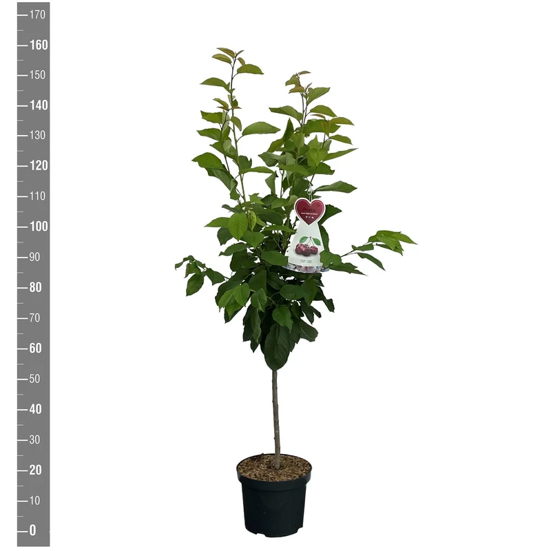 Prunus a. 'Bigarreau Burlat' Buske C7,5 (7,5 liters kruka)