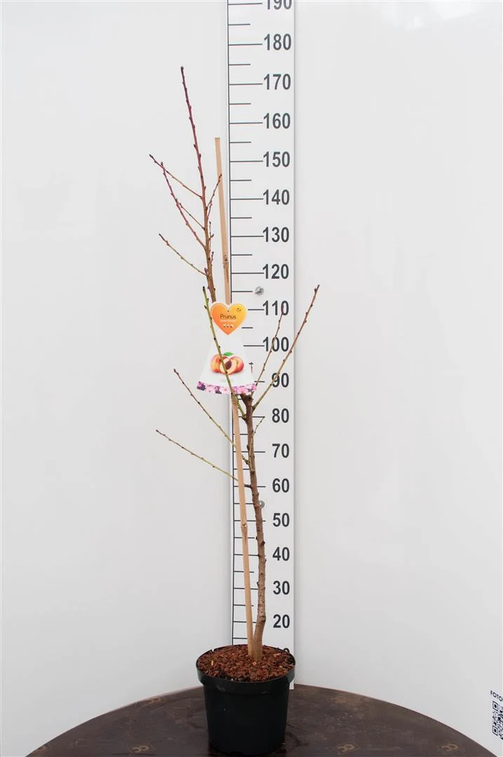 Prunus p. 'Suncrest' C7,5 (7,5 liters kruka) Buskform