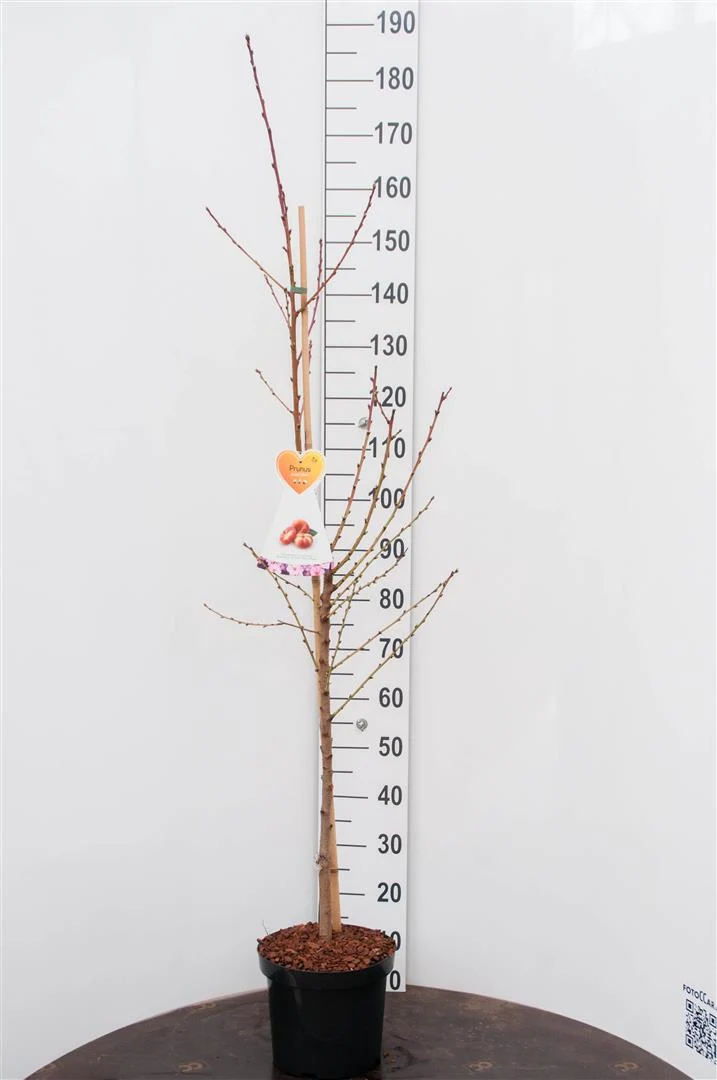 Prunus p. 'Saturne' C7,5 (7,5 liters kruka) buske