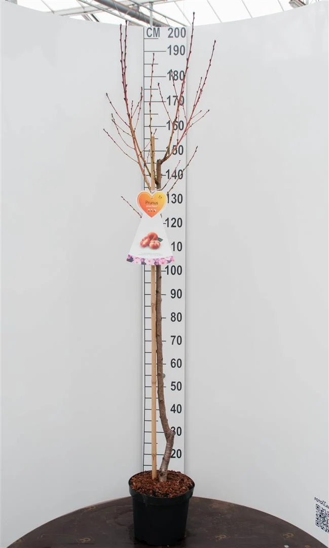 Prunus p. 'Saturne' 120 cm stam C7,5 (7,5 liters kruka)