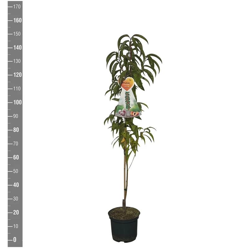 Prunus p. 'Grazia' pelarformad – C5 (5 liters kruka) / 23 cm kruka