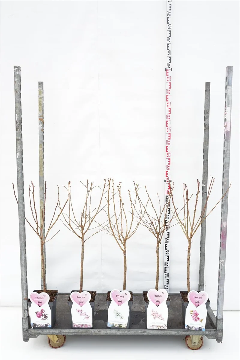 Prunus i sorter 50 cm stam, C5 (5 liters kruka) / 23 cm kruka