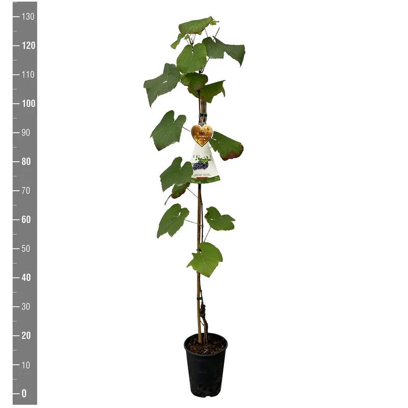 Vitis 'Buffalo' C4 (4 liters kruka) 120 cm på käpp