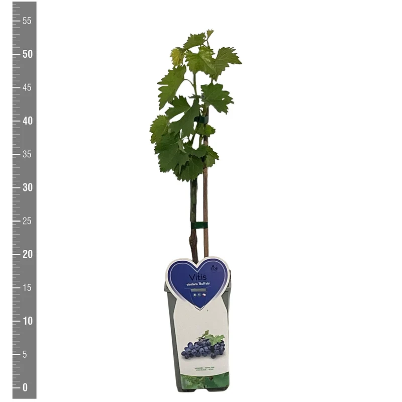 Vitis 'Buffalo' C2 (2 liters kruka) / 17 cm kruka buskform