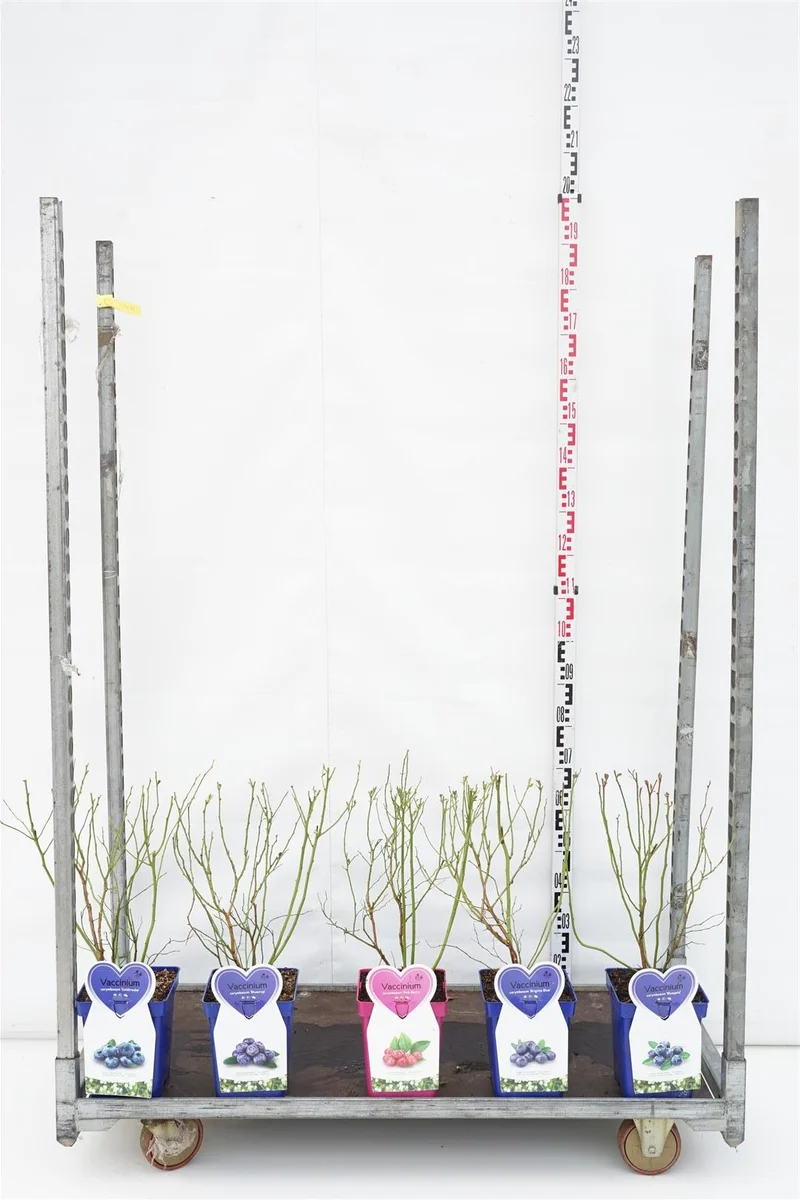 Vaccinium i olika sorter C5 (5 liters kruka) / 23 cm kruka
