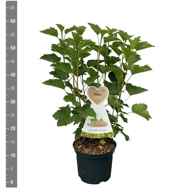 Ribes rub. 'Werdavia' C5 (5 liters kruka) Buske