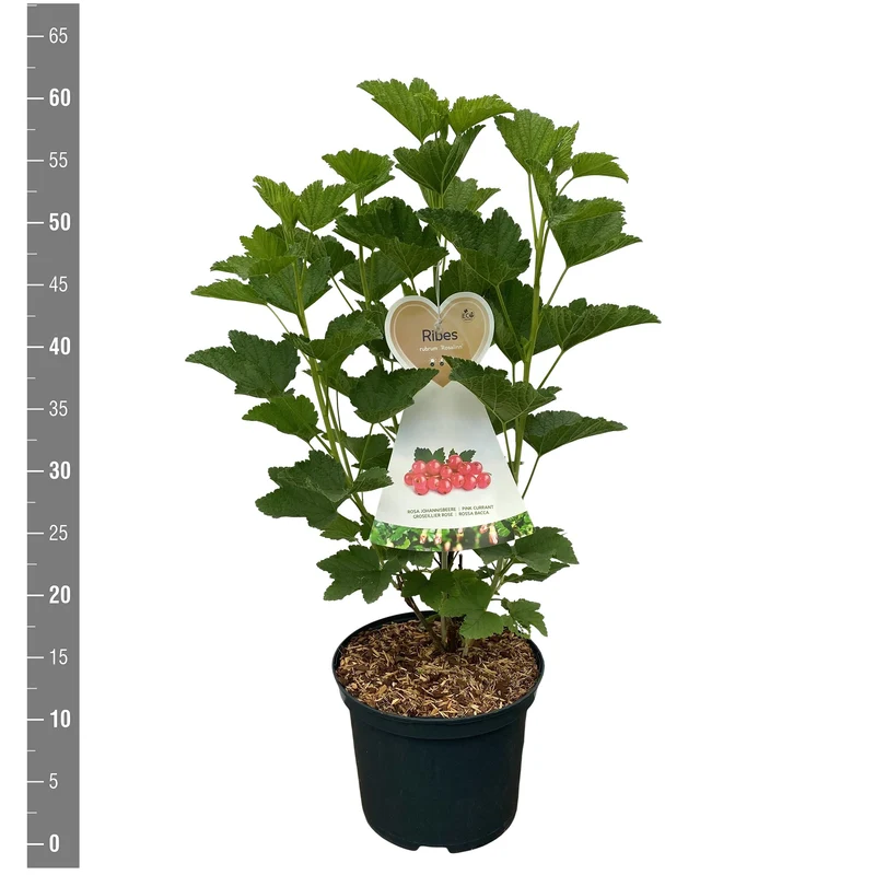 Ribes rub. 'Rosalinn' C5 (5 liters kruka) Buske