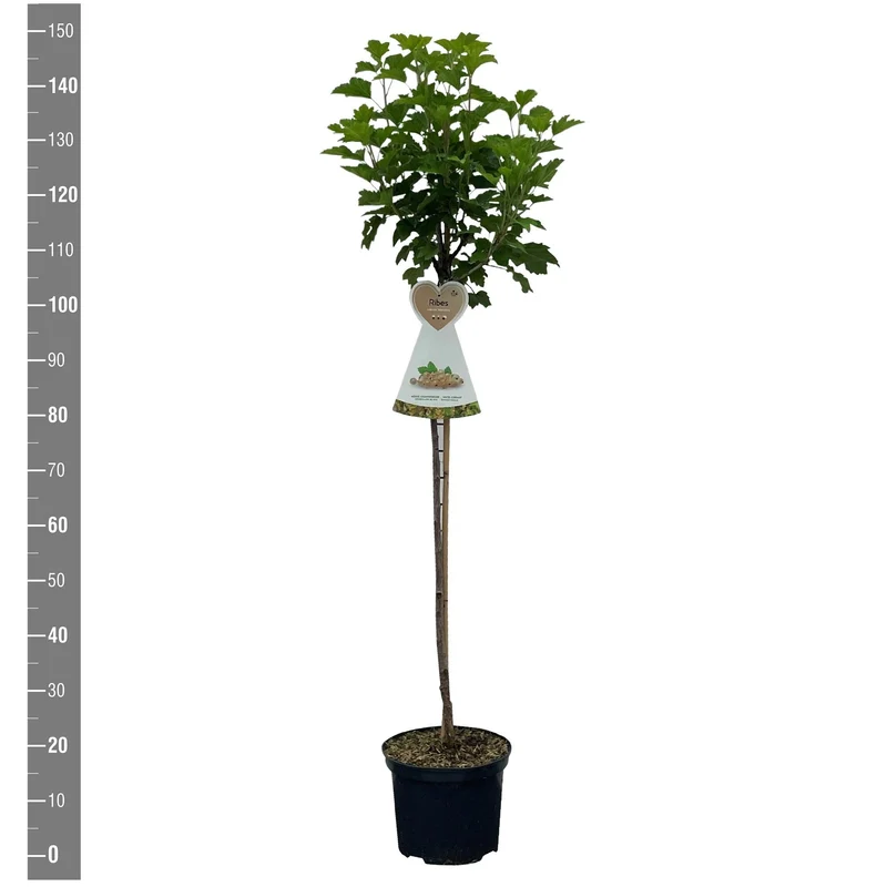 Ribes rub. 'Werdavia' – 90 cm stam, C5 (5 liters kruka)