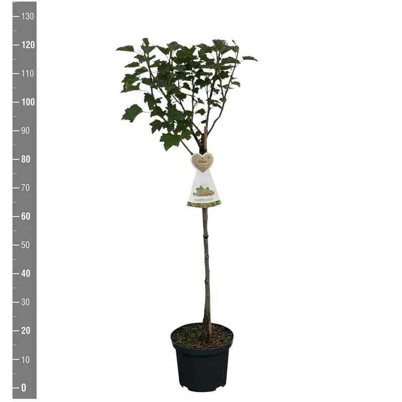 Ribes rub. 'Werdavia' 60 cm stam C5 (5 liters kruka)