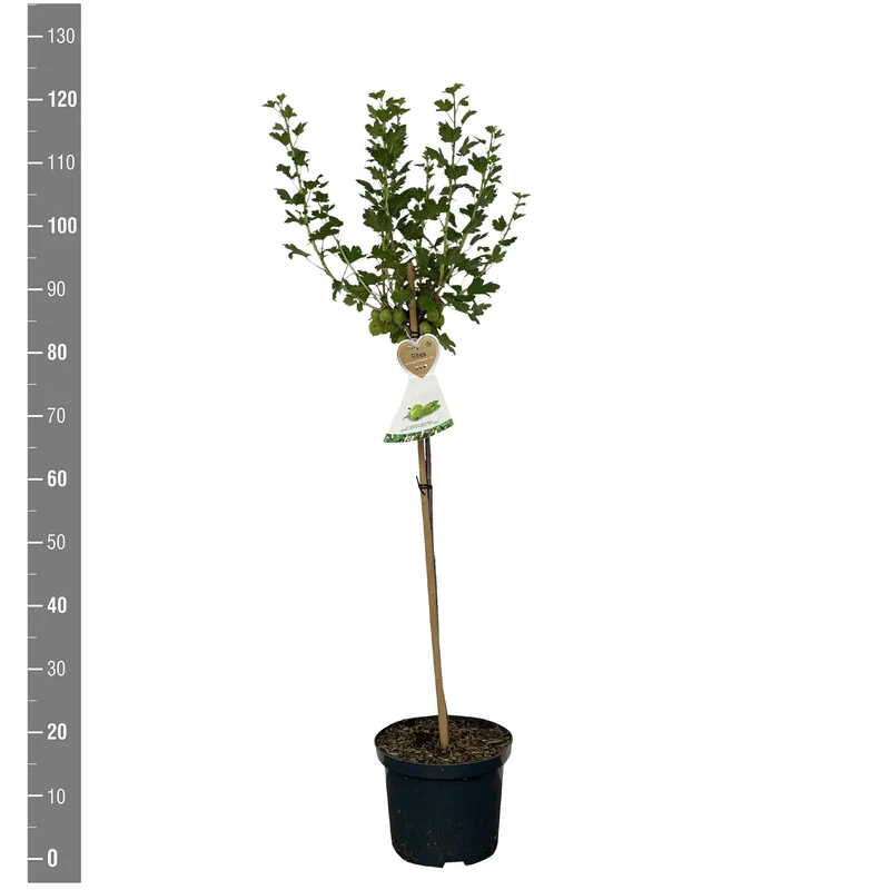 Ribes uva-crispa 'Hinnonmäki Grön' 60 cm stam, C5 (5 liters kruka)