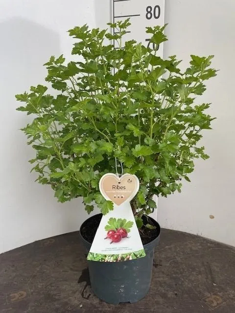 Ribes uva-crispa 'Hinnonmaki Gron' C5 (5 liters kruka) buske