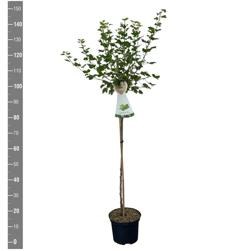Ribes uva-crispa 'Hinnonmaki Gron' 90 cm stam C5 (5 liters kruka)