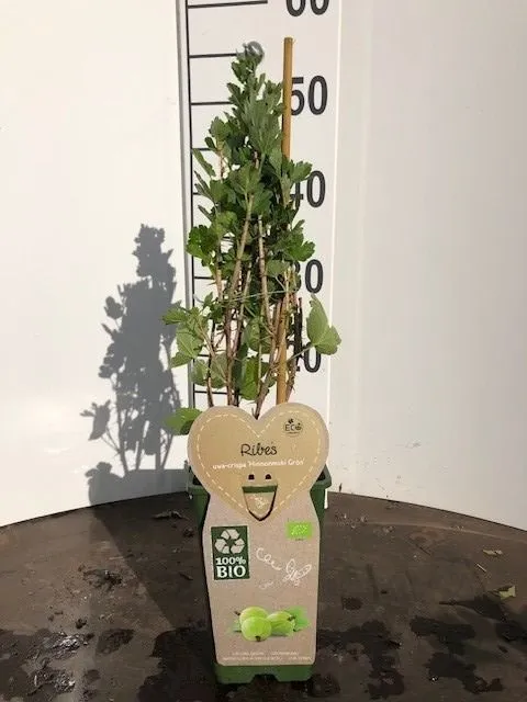 Ribes u.-c. Hinnonmaki Gron C2 (2 liters kruka)