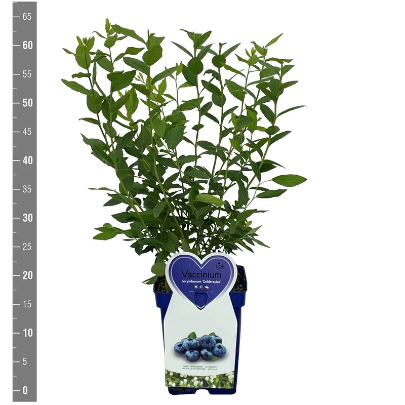 Vaccinium cor. 'Goldtraube 71' C5 (5 liters kruka)