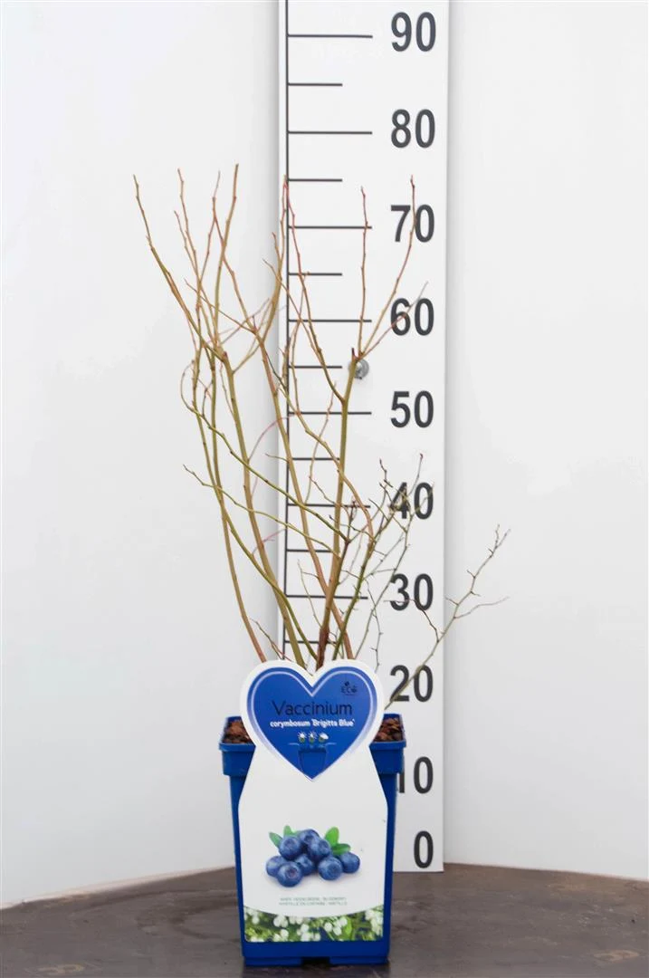 Vaccinium cor. 'Brigitta Blue' C5 (5 liters kruka)