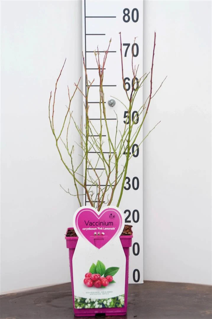 Vaccinium cor. 'Pink Berry' C5 (5 liters kruka) Buske