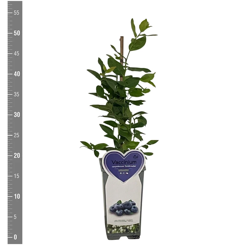 Vaccinium cor. 'Goldtraube 71' C2 (2 liters kruka) Buske