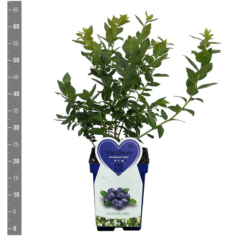 Amerikanskt blåbär Vaccinium cor. 'Duke' - C5 (5 liters kruka)