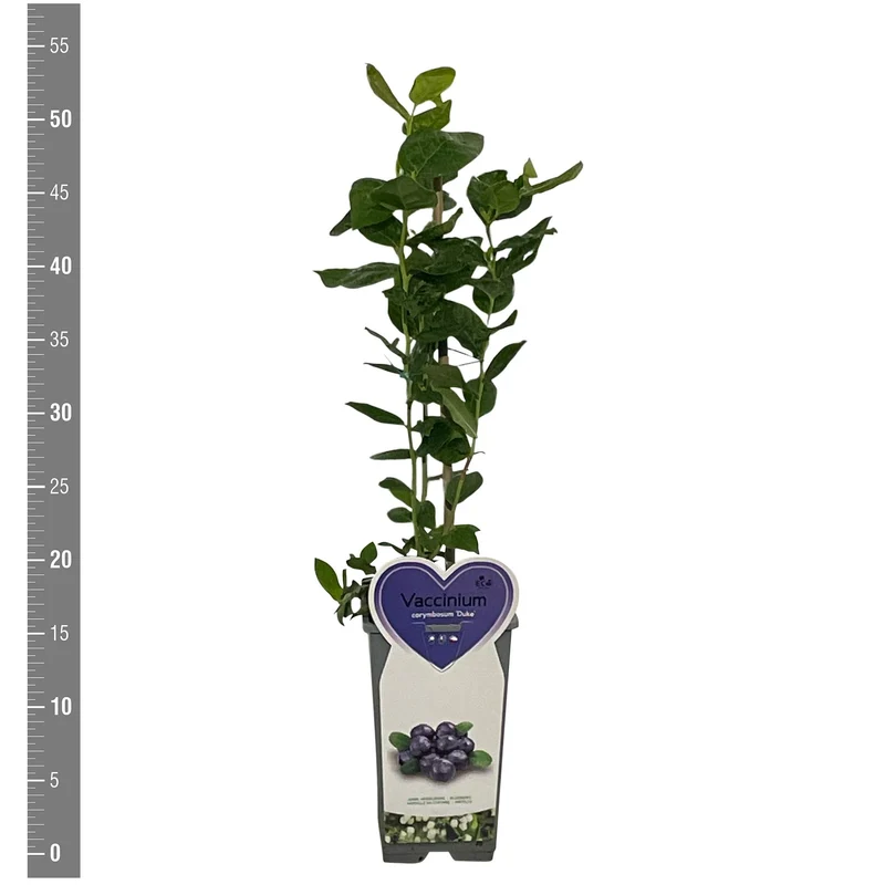Vaccinium cor. 'Duke' (tidig) C2 (2 liters kruka)