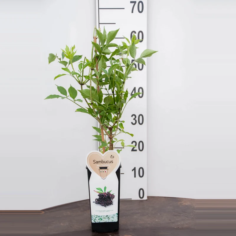 Sambucus nigra 'Haschberg' C2 (2 liters kruka / 17 cm kruka)