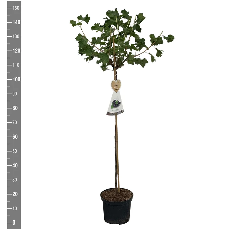 Ribes 'Jostaberry' 60 cm stam C5 (5 liters kruka)