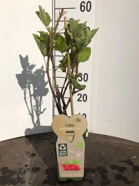 Ribes r. 'Jonkheer van Tets' C2 (2 liters kruka)