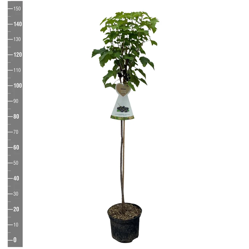 Ribes nigr. 'Titania' 90 cm stam, C5 (5 liters kruka)