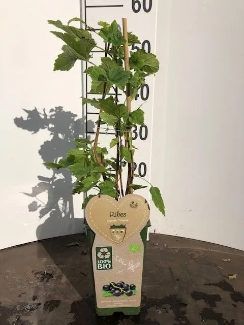 Svartvinbär Ribes nigrum 'Titania' - C2 (2 liters kruka)