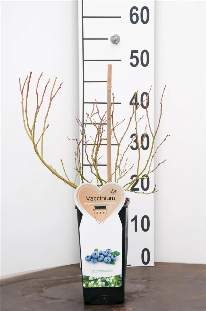 Vaccinium cor. 'Northcountry' (early) C2 (2 liters kruka) / 17 cm kruka