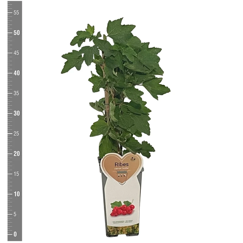 Röda vinbär Ribes rub. 'Junifer' C2 (2 liters kruka)