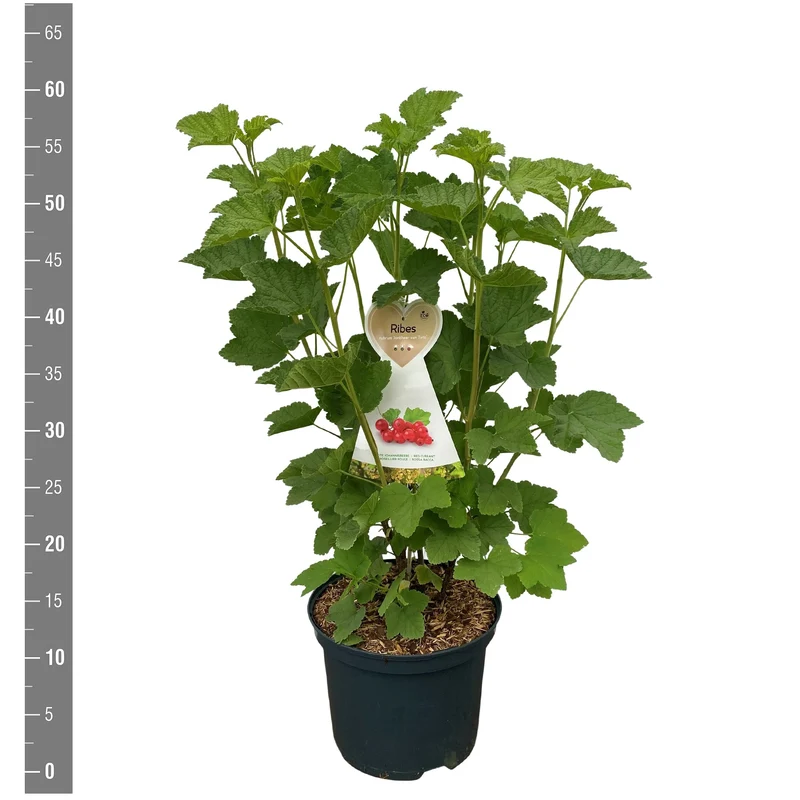 Ribes r. 'Jonkheer van Tets' C5 (5 liters kruka) Buske