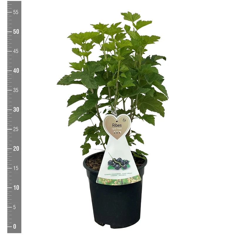 Ribes nigrum 'Titania' C3 (3 liters kruka)