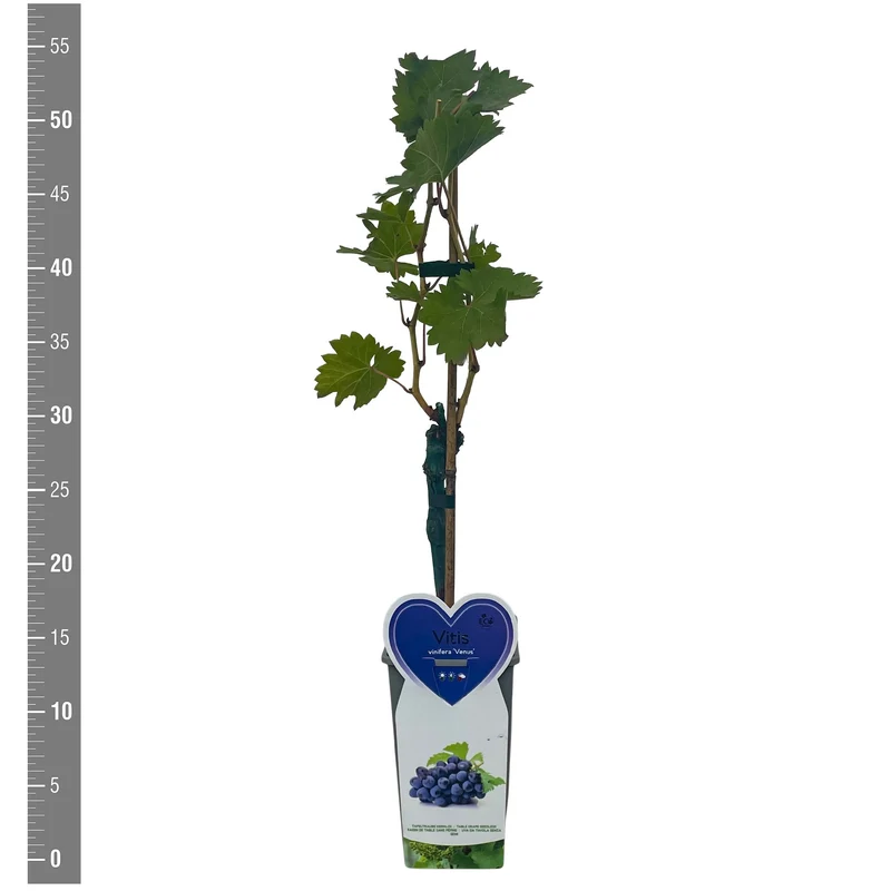 Vaccinium c. 'Blue Sapphire' C3 (3 liters kruka) buske