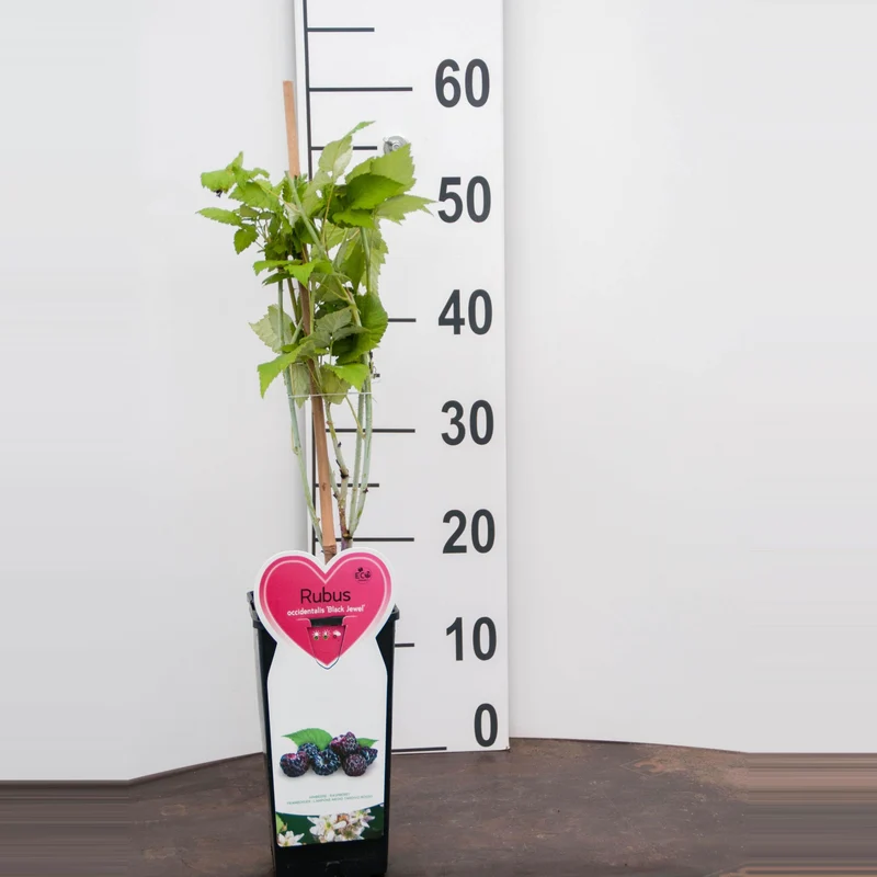 Rubus idaeus 'Juwel Black' C2 (2 liters kruka)