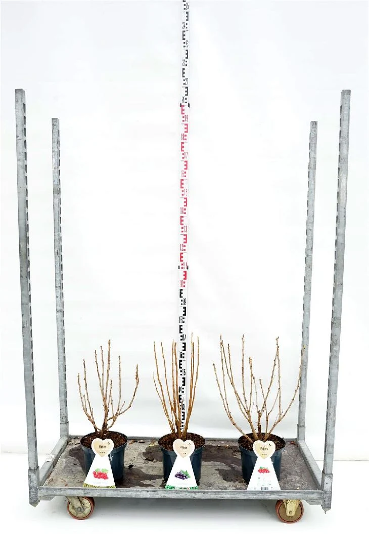 Ribes i sorter C5 (5 liters kruka) / 23 cm kruka, buske