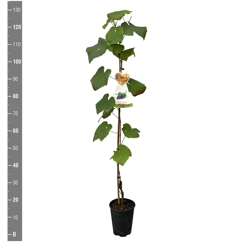 Vitis 'Early Campbell' C4 (4 liters kruka) 120 cm på käpp