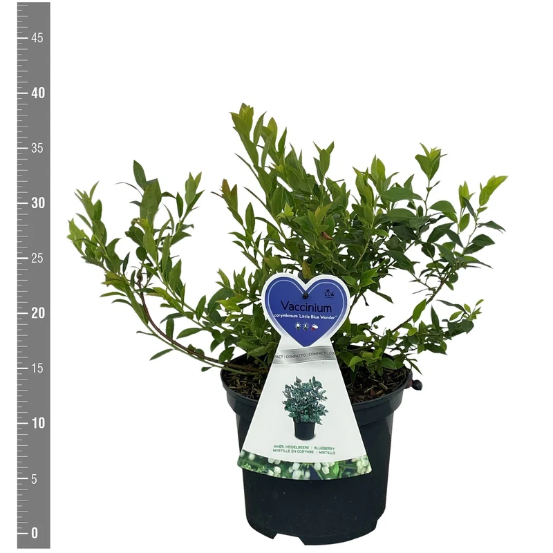 Vaccinium 'Little Blue Wonder' C3 (3 liters kruka / 19 cm kruka) Buske