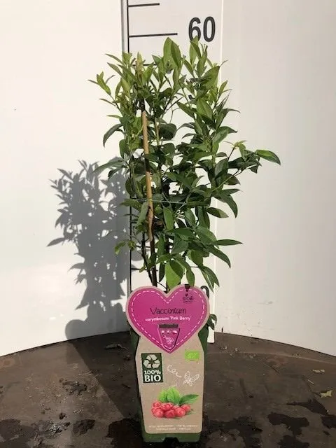 Vaccinium cor. 'Pink Berry' C2 (2 liters kruka)