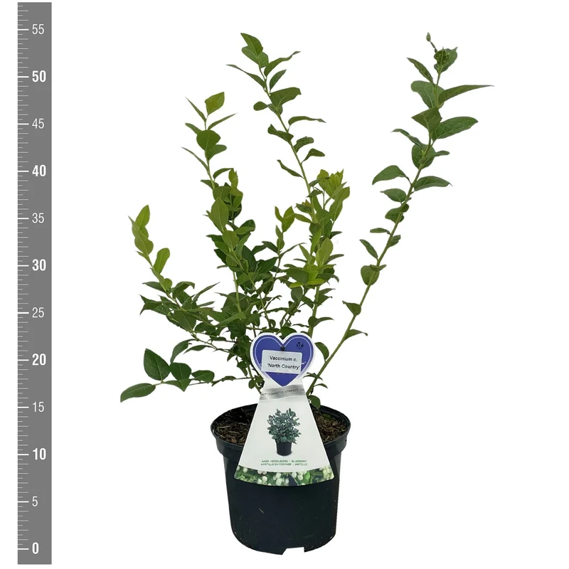 Vaccinium cor. 'Northcountry' (tidig) C3 (3 liters kruka) / 19 cm kruka - Buske