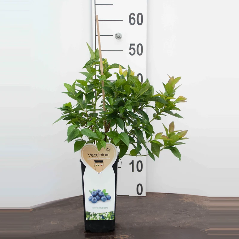 Vaccinium cor. 'Brigitta Blue' C2 (2 liters kruka)