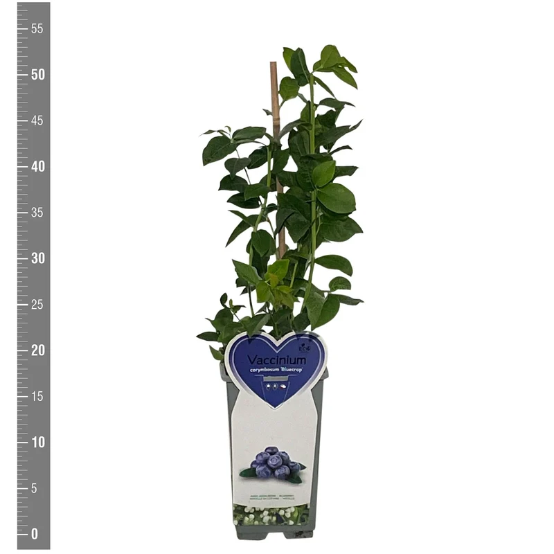 Vaccinium cor. 'Bluecrop' C2 (2 liters kruka)