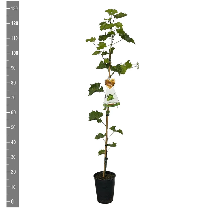 Vitis 'Talizman' C4 (4 liters kruka) / 21 cm kruka - 120 cm på käpp