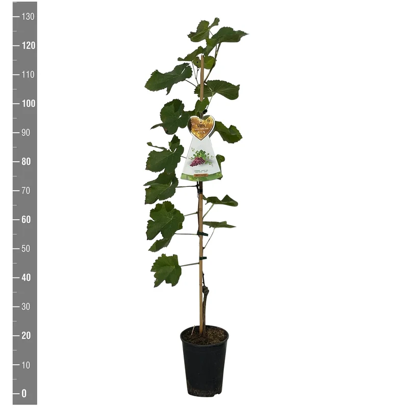 Vitis 'Suffolk Red' (röd kärnfri) C4 (4 liters kruka) 120 cm käpp
