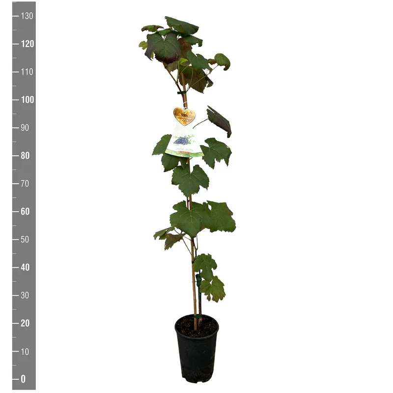 Vitis 'New York Muscat' C4 (4 liters kruka) 120 cm på käpp