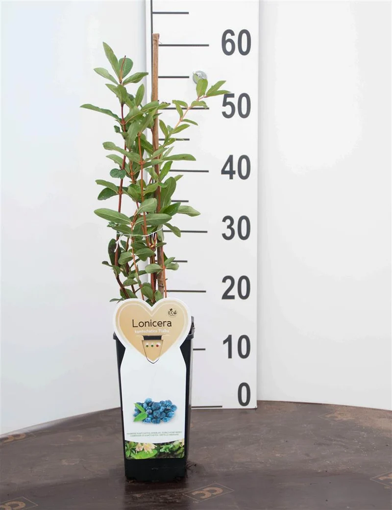 Lonicera kamt. 'Altaj' C2 (2 liters kruka)