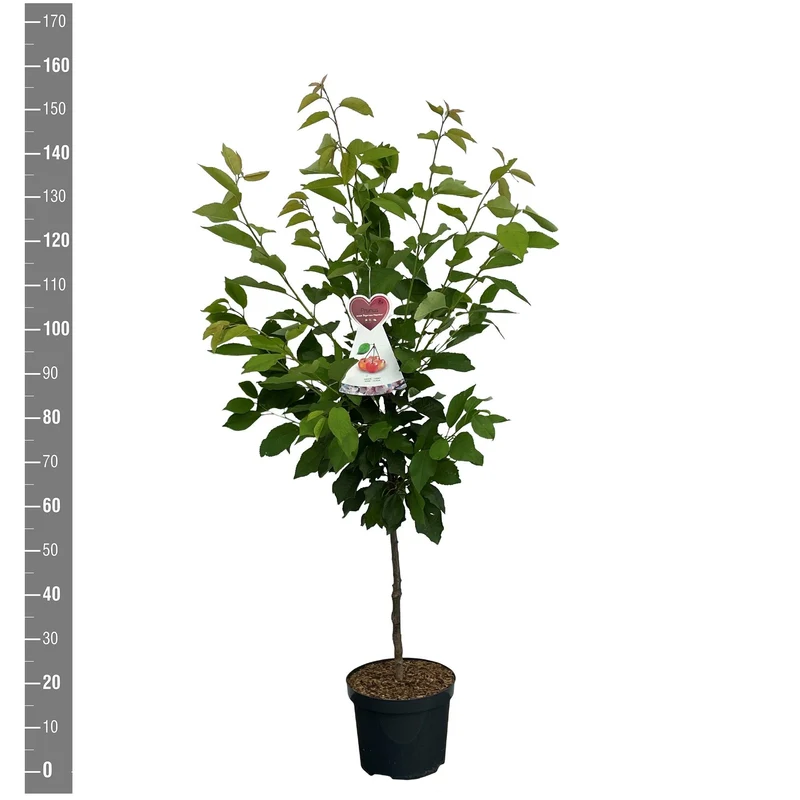 Prunus a. 'Bigarreau Napoleon' C7,5 (7,5 liters kruka / 26 cm kruka) Buskform